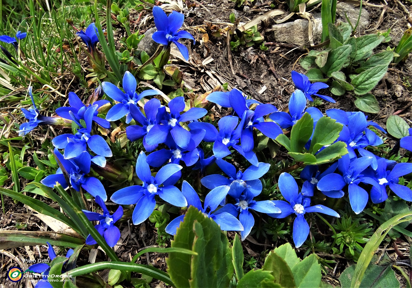 73 Bouquet di genzianelle di primavera (Gentiana verna) .JPG